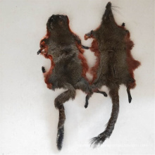 China factory wholesale Red Squirrel Pelt Pine Squirrel Skin